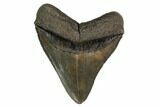 Serrated, Fossil Megalodon Tooth - Georgia #159737-1